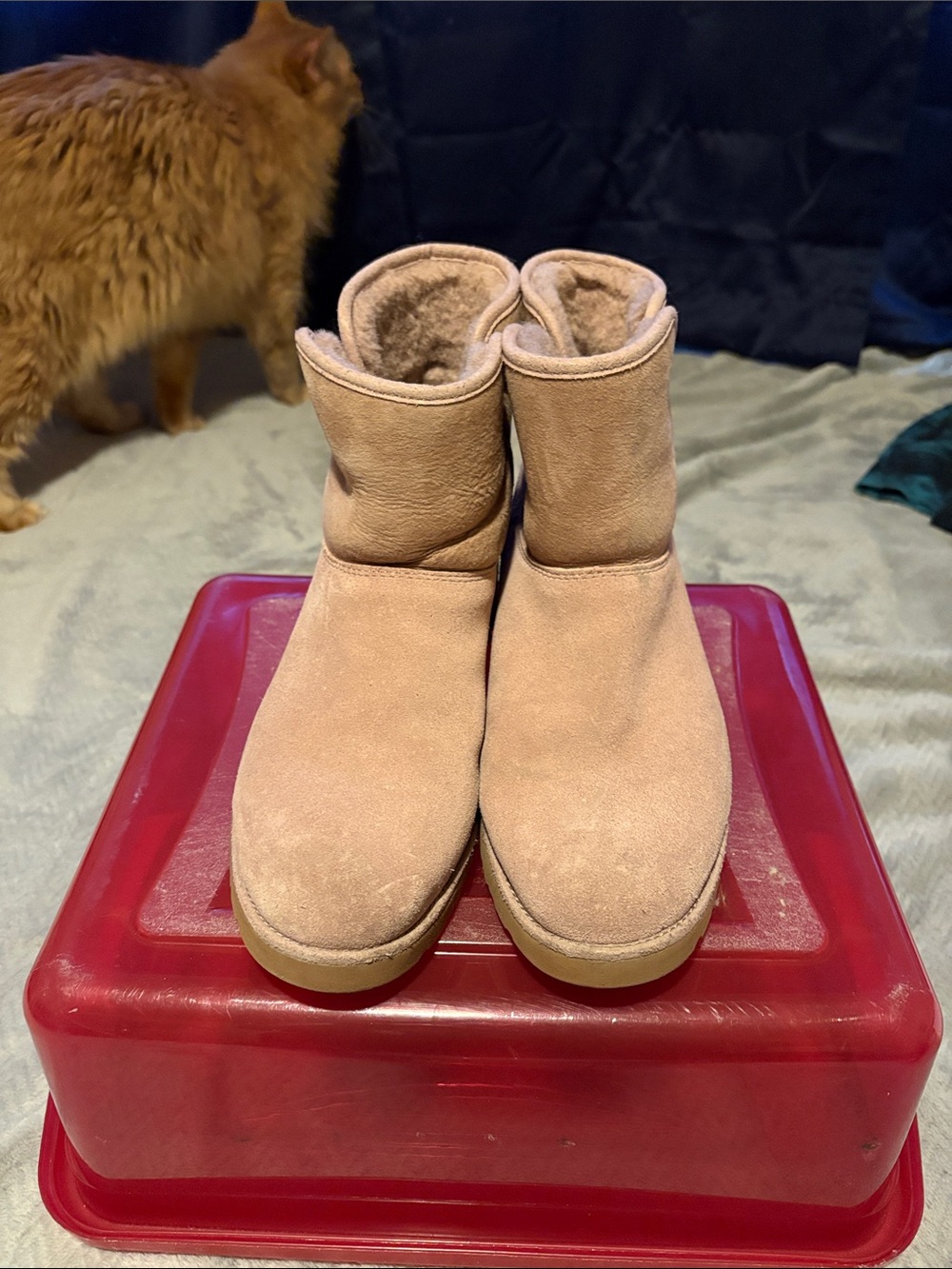 UGG Preloved Blush Ankle Boot